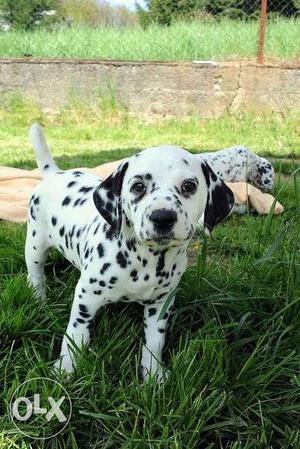 Dalmatian Puppies for sale at a very low price.