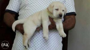 Diwanapan awargi labrador pupp all breed pupp sell