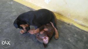 Doberman female 2 puppies sale in nambiyur.erodedt