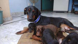 Doberman puppies for sell two colour available
