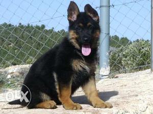 Double coat german shepherd pupps at sam kennel special