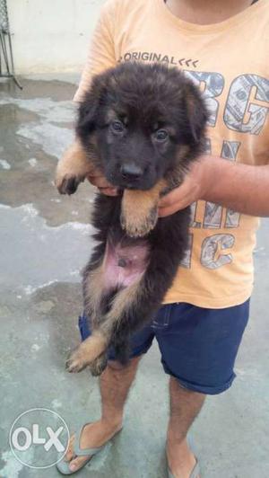 Double coated german shepherd male puppy with fully high