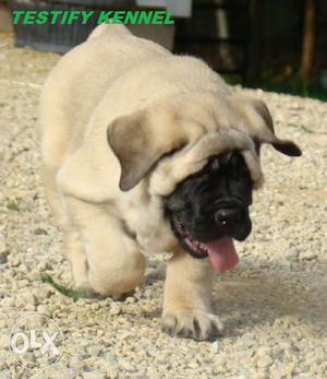 English MASTIFF best & most selling dogs OFFER THIS WEEKEND