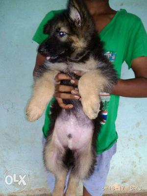 Extra Ordinary Getman Shepherd Puppies Available