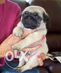 FEMALE vodafone PUG CREAM COLOR with paper available booking