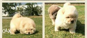 FRENCH kennel in mport CHow Chow Puppies super available