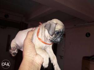 Fawn Pug Puppy very good quality pure breed puppy