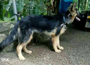 Female German sheperd 6 month. fully vaxcinated.