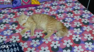 Female Persian Cat only 6 months old