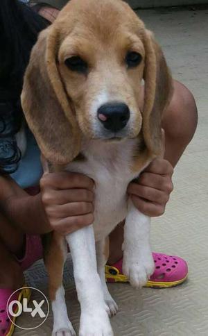 Female beagle pup for sale 90 days old