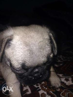 Female pug pappy for sale