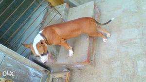 For sale 9 month old