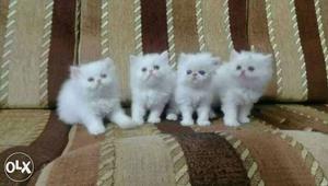 Four Short Furry White Kittens