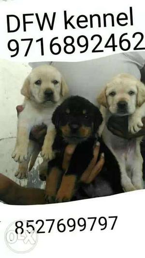 Full best quality ** Labrador puppies and all