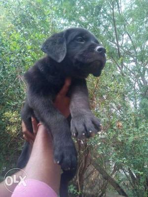 Full heavy size Labrador puppies available male