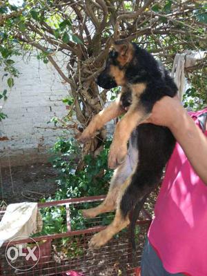 German Shepard puppies available champion line
