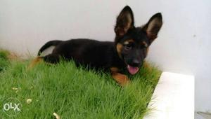 German Shepherd Puppy. 3 Months Old.