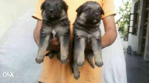 German Shepherd available male and female