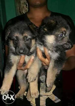 German Shepherd show quality puppies available