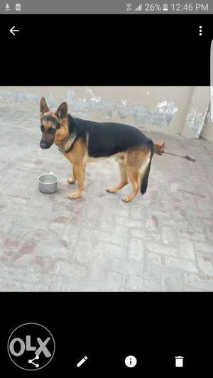 German shepherd dog for sale