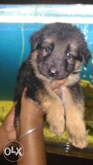 German shepherd male labrador puppy available for sell