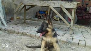 German sherperd long coat puppy 55 days available
