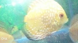 Gold And White Pet Fish