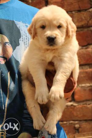 Golden Retrieve Male available mother and father