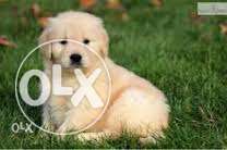 Golden Retriever Excellent quality Puppies Available