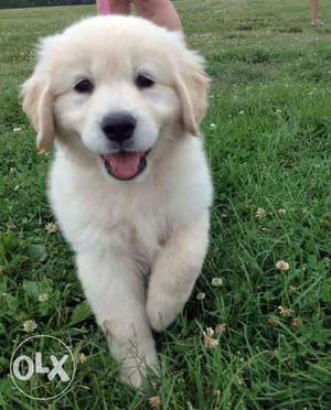 Golden retreiver male and female puppy of