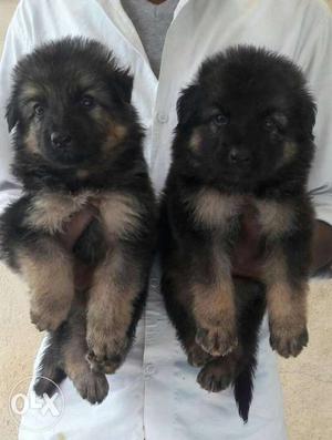 Good quality GSD male and female heavy size
