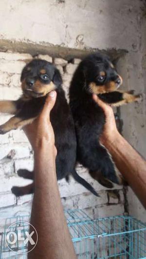 Good quality Rottweiler puppies available