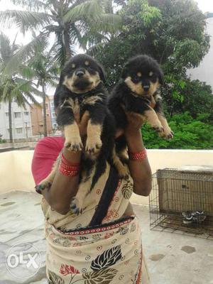 Good quality Rottweiler puppies available, male