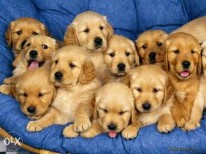 Good quality golden retriever female puppies for sale
