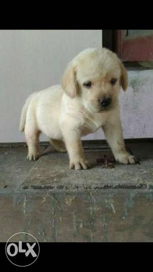 Good quality kci registered lab puppy available