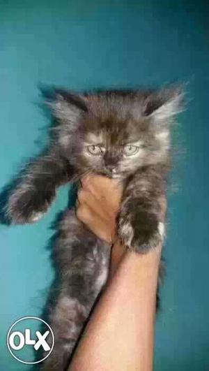 Gray Long-coated Kitten