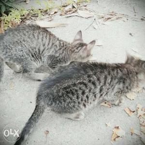 Gray Tabby Cats