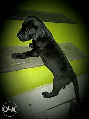 Great Dane black female heavy size puppy