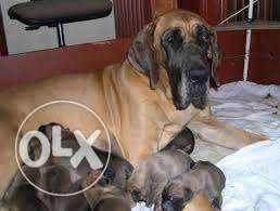Greatdane.,rottwelier.,goldenretriver pups to sell