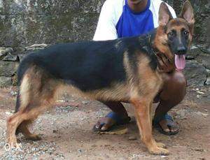 Gsd female 15 month for sale