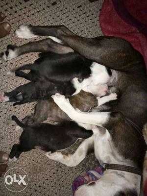 Havey bone pitbull pups only 2 male
