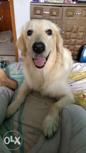 He is pogo. a golden retriever dog. age one year