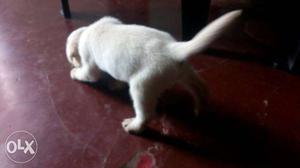 Heavy Labrador Retriever Puppies for sale, price