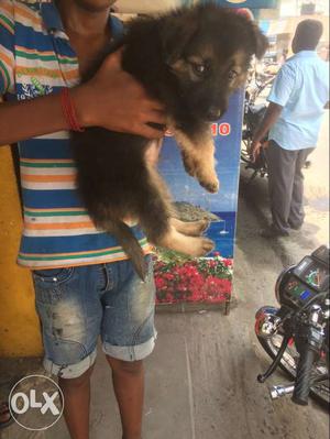 Heavy size gsd puppys avaliable more details chat