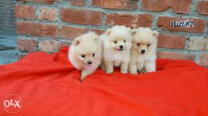 Here available top quality toypom pupp show quality only