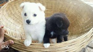 I want to sale my cute little pamelian dogs
