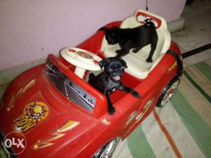 I want to sale pug female puppy in delhi