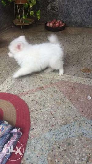 I want to sell my pomorian it's 2 months old