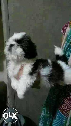 INDOR:-- Boxer" Beagle" Pomerian" All Puppeis