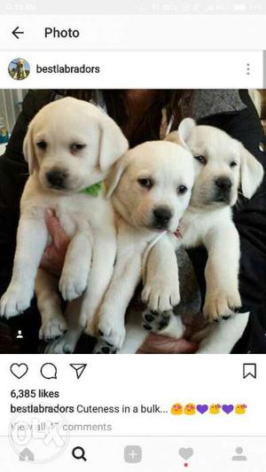 Import line age LAB puppies available